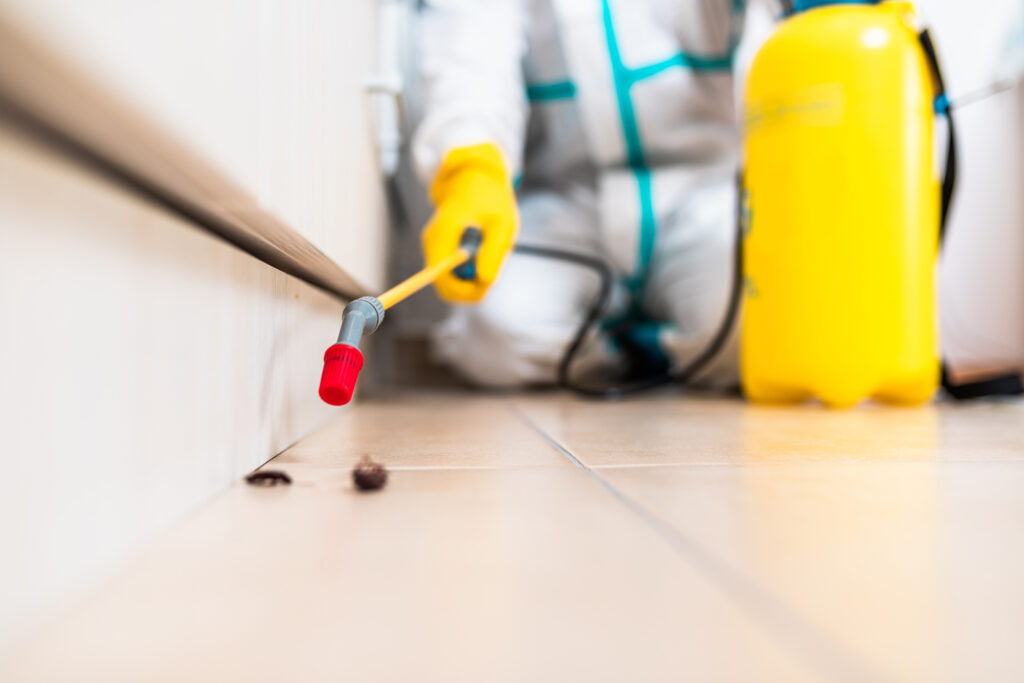 Findlay Cockroach Experts